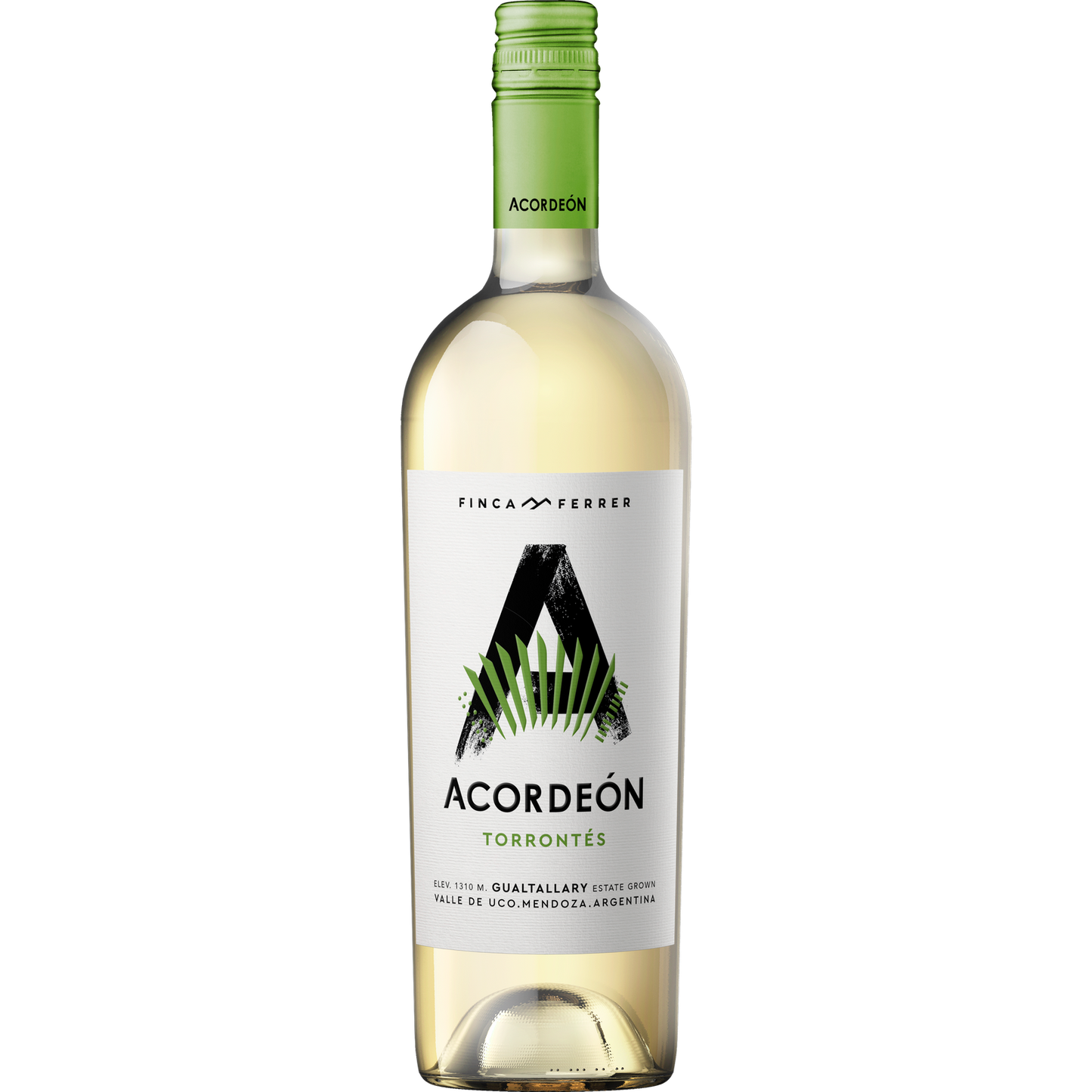 ACORDEON, TORRONTÉS 2022